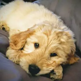 Calgary Therapy Puppy Ryder